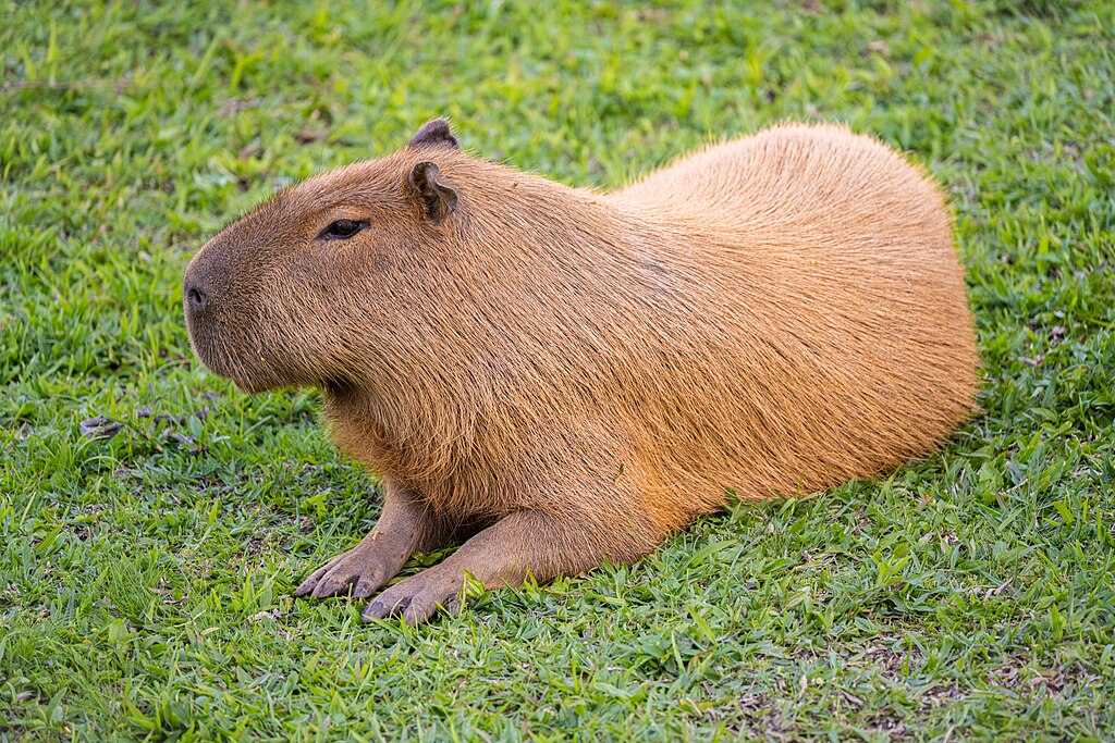 Uma capivara deitada na grama